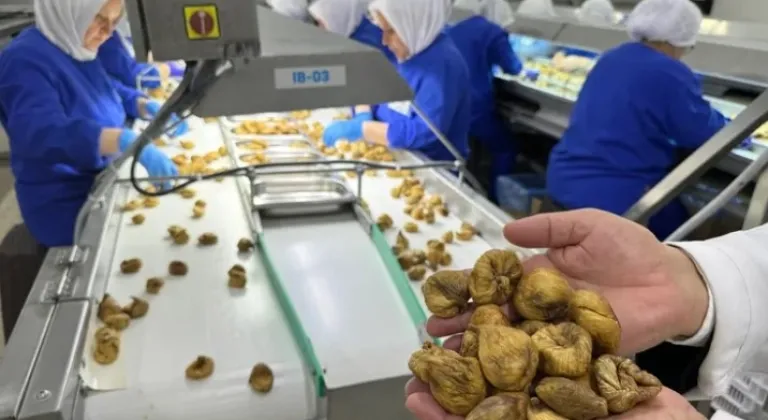 İhracatta Rekor: Kuru İncir 350 Milyon Doları Aştı
