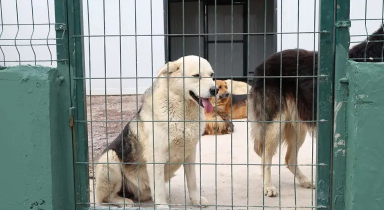 İstanbul Çekmeköy’de sokak hayvanları için dev doğal yaşam alanı açıldı