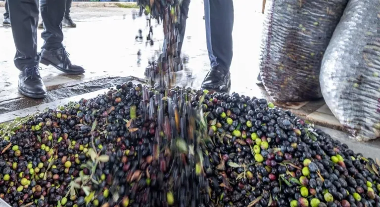 İzmir zeytini için dev adım... Zeytin ve zeytinyağı markalaşma yolunda