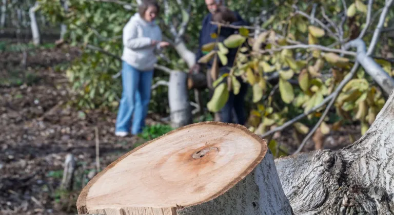İzmir'de kesilen cevizlerin yerine umut filizlendi