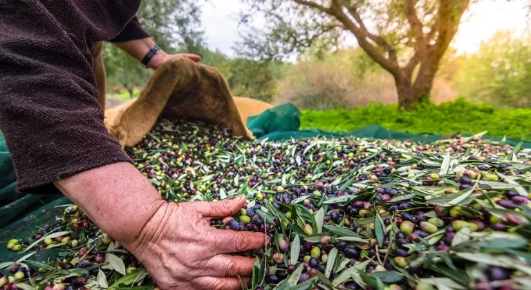 İzmir’de Uluslararası Zeytin Zirvesi... 13 ülkeden uzmanlar buluşuyor