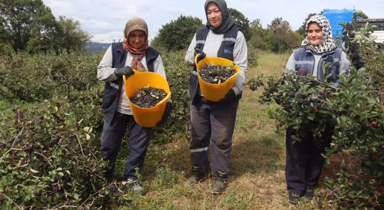 İzmit’te Aronya Bahçesinde 5. Hasat Heyecanı