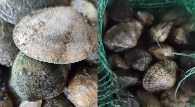 Kapıkule’de 840 kilo canlı akivades ele geçirildi! 1 milyon TL ceza kesildi