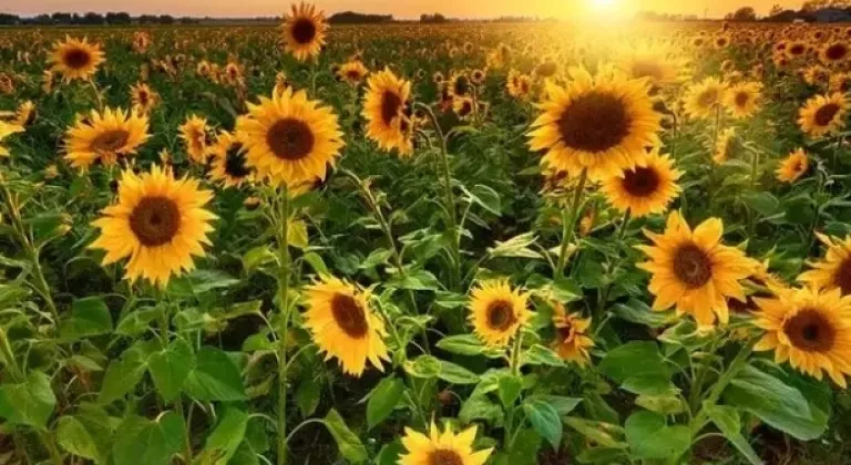Karacabey Tarım İşletmesi 1,75 Milyon Kg Yağlık Ayçiçeği İçin İhale Düzenliyor