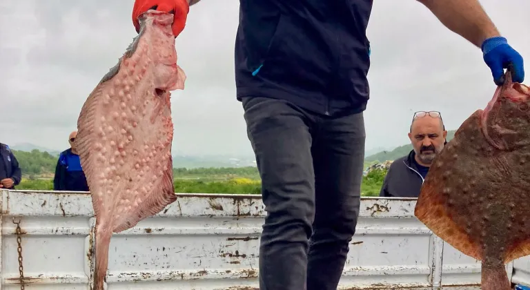Karadeniz’de yasa dışı avcılığa geçit yok! 500 kilogram kalkan ele geçirildi