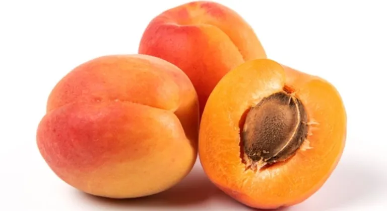 Kayısı ve Zerdali, Yeterlilikte Zirvede