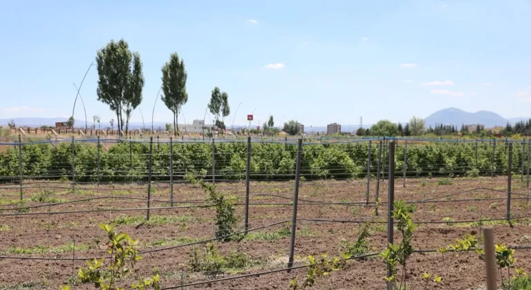 Kayseri Kocasinan'da 60 bin fideli tarımsal üretim