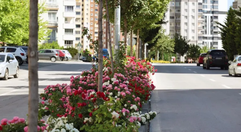 Kayseri Talas'ta çiçek yılında sahne güllerin