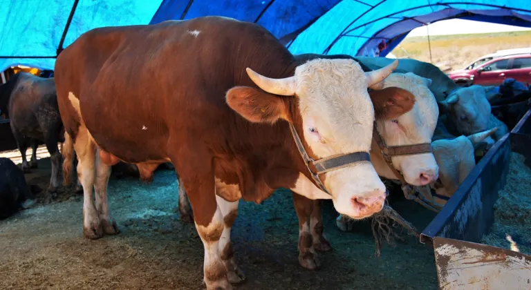 Keçiören’de Kurban Satış Yeri Başvuruları Başlıyor