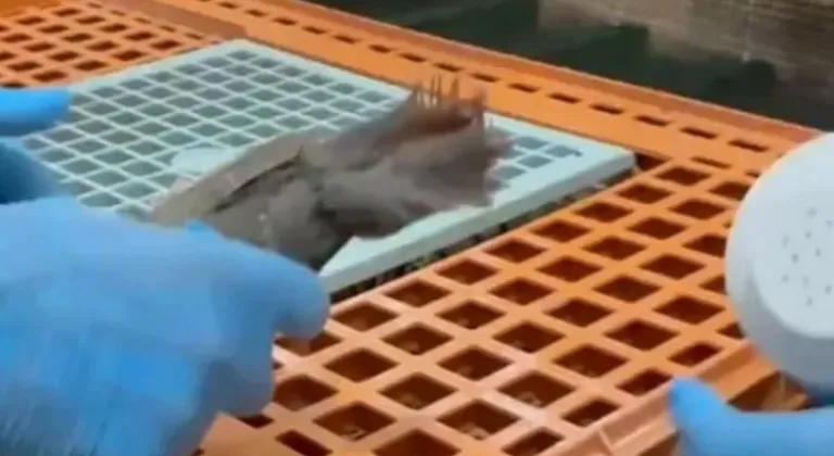 Keklikler Doğaya Yeniden Salınıyor









