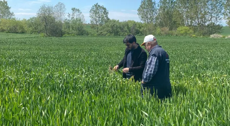 Keşan Akçeşme'de hububat alarmı! Yağış hastalıkları artırdı