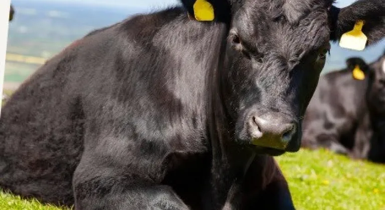 “Kırsalda Bereket”te 9. etap... Gebe düve dağıtımları başlıyor