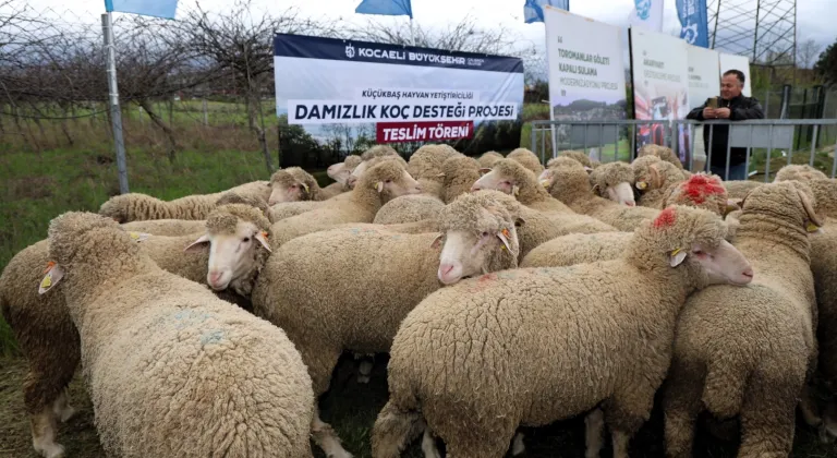 Kocaeli Büyükşehir’den hayvancılığa damızlık koç desteği