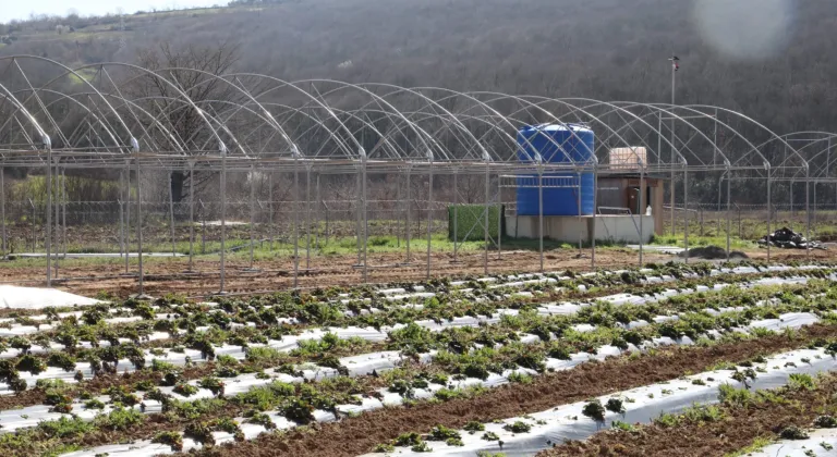 Kocaeli İzmit Belediyesi sebze serası kuruyor