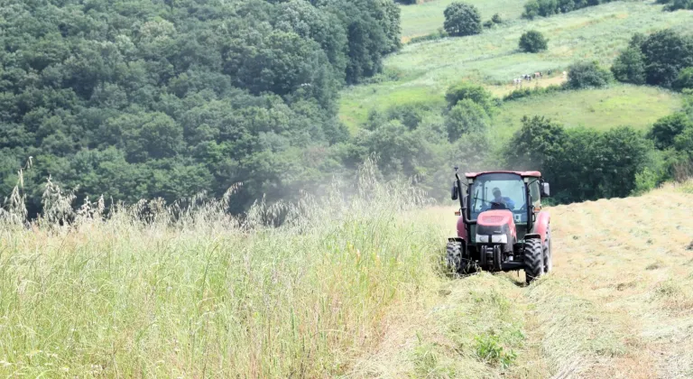 Kocaeli’de “süt otu” hasadı başladı