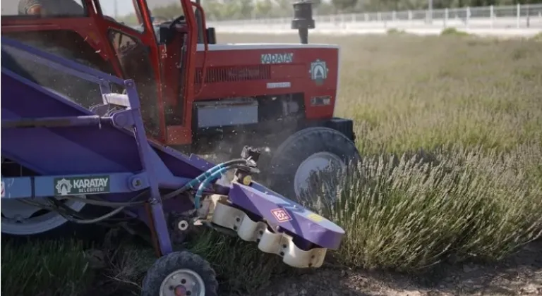Konya Karatay’da Lavanta Hasadı Coşkusu

