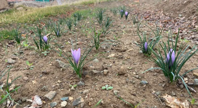 Kralların Baharatı Kırıkkale’de toprakla buluştu