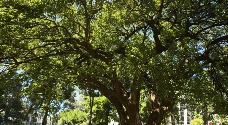 Kültürpark’ın Biyoçeşitliliği “KÖK” Sergisiyle Sanatseverlerle Buluşuyor