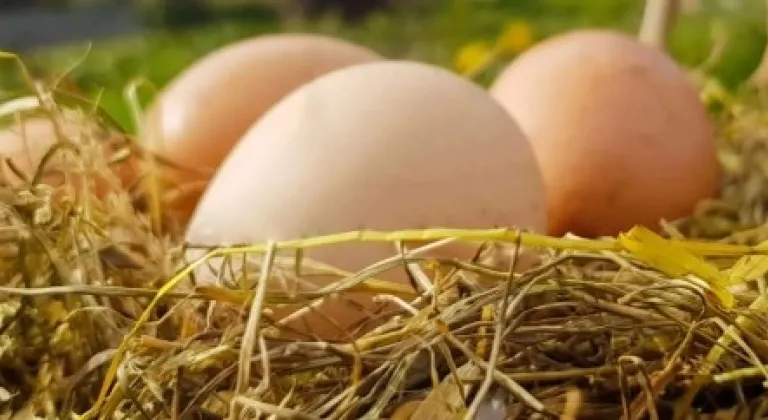 Kümes Hayvancılığında Yıllık Artış, Aylık Düşüş