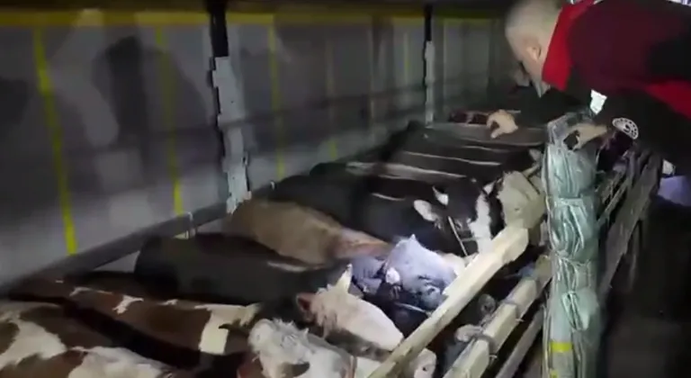 Kurban Bayramı öncesi canlı hayvan kontrolüne sıkı denetim