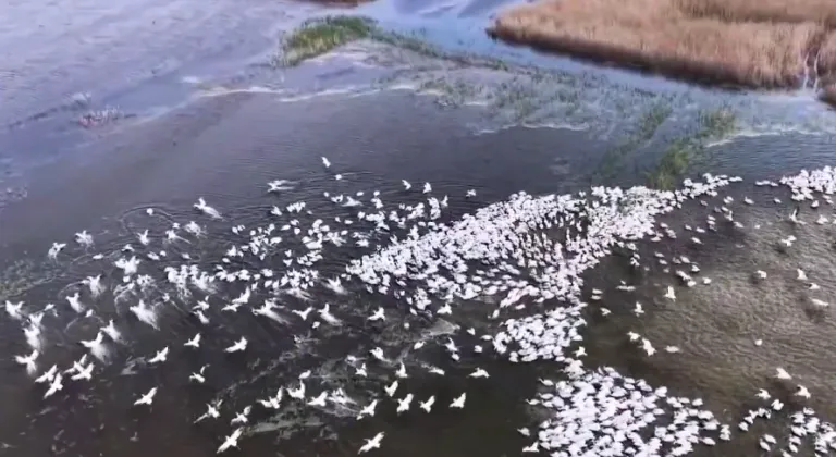 Kuşcenneti'nde görsel şölen... Yüzlerce Tepeli Pelikan aynı anda suya indi