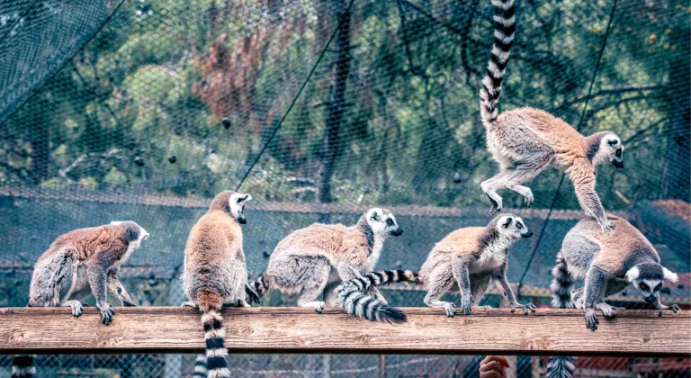 Lemur ailesinin yeni üyesi sevimli “Zabumafu” oldu