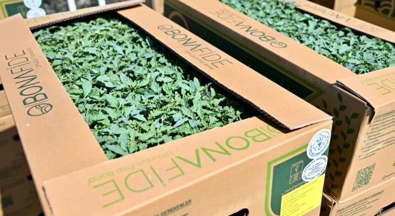 Manisa Gördes’te üreticinin yüzü güldü... Fideler bereketli toprakla buluşuyor