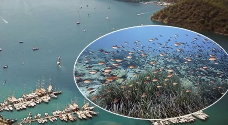 Mapa Şamandıra Sistemi ile denizler ve koylar koruma altında