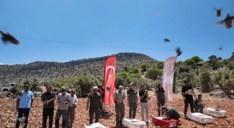 Mardin’de Keklikler Doğayla Buluştu

