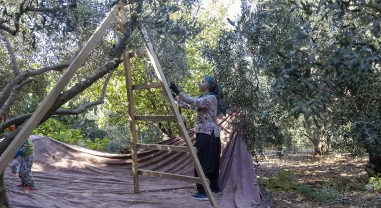 Mersin Büyükşehir’in Fidan Destekleri Üreticiye Kazanç Sağlıyor
