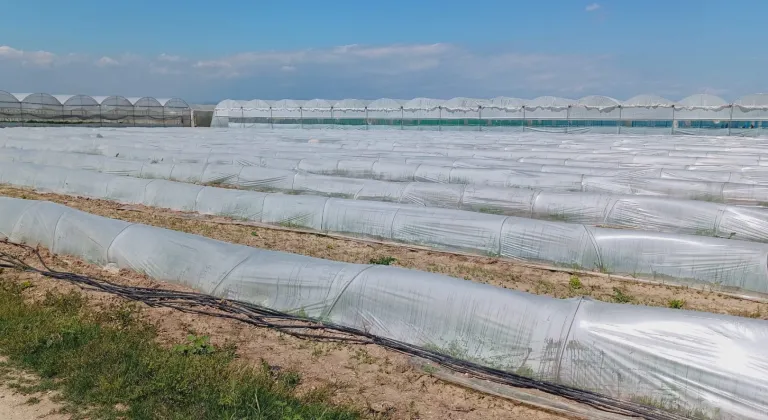 Mersin'de 'marul tarlada kaldı' iddiasına yalanlama