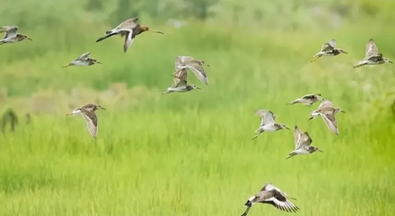 Milleyha Kuş Cenneti İçin Koruma Adımları Atılıyor








