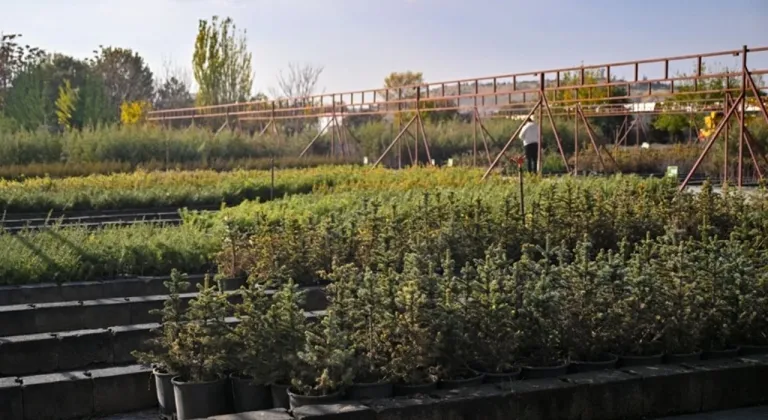 Milli Ağaçlandırma Günü’nde hedef 15 milyon fidanın sahiplenilmesi