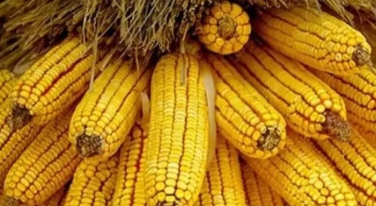 Mısır İthalatına Kısıtlı Kontenjan!