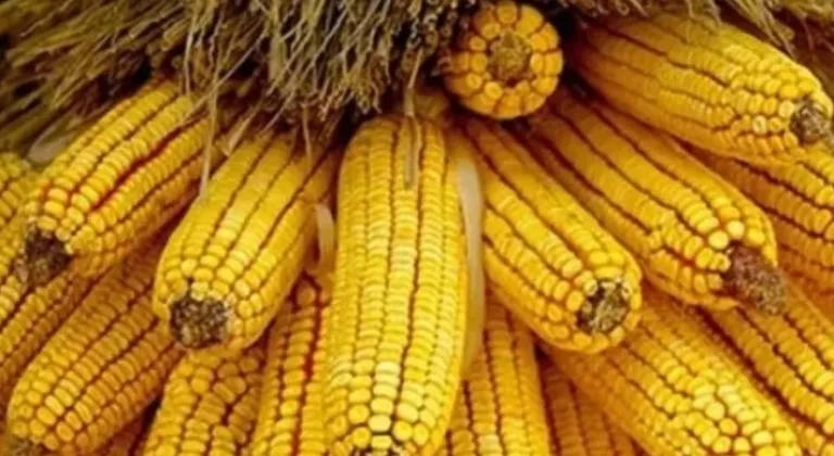 Mısırda 500 Bin Tonluk İthalat Kontenjanı Açıldı

