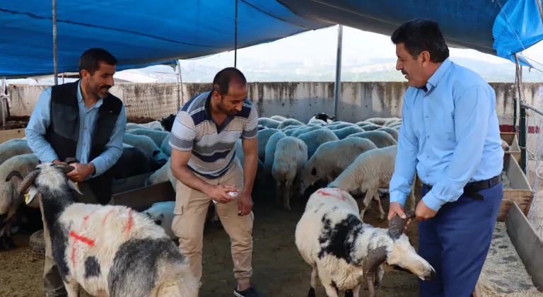 Modern Hayvan Pazarı’nda kurbanlık satışları devam ediyor