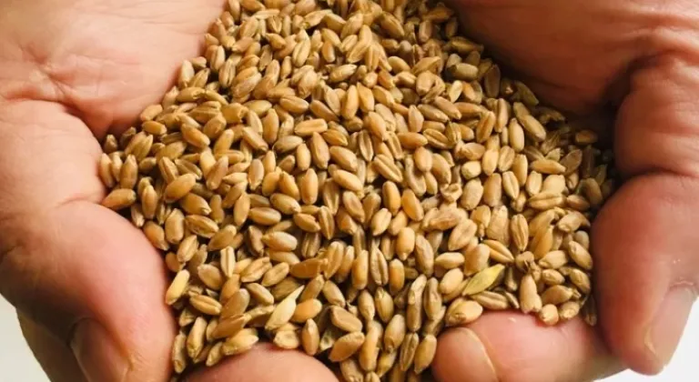 Muğla Milas’ta Üreticilere Karakılçık Buğday Tohumu Dağıtıldı
