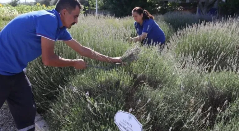 Muğla’da Aromatik Bitkiler Ekonomiye Değer Katıyor

