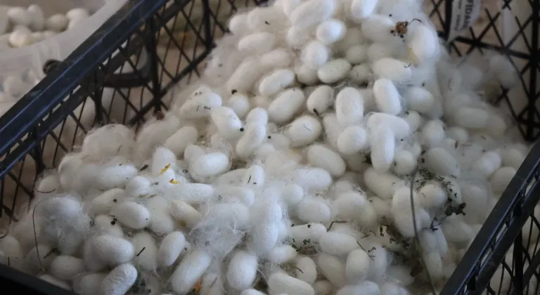 Muğla'da kozalar berekete dönüştü