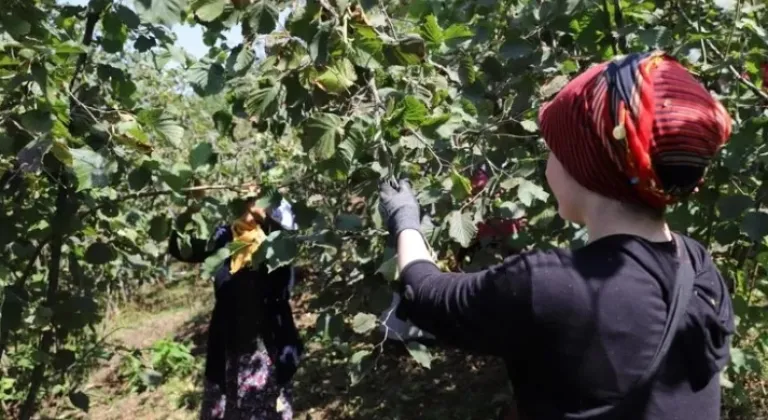 Ordu, ‘Fındık Dalda’ Projesiyle Büyük İlgi Topladı

