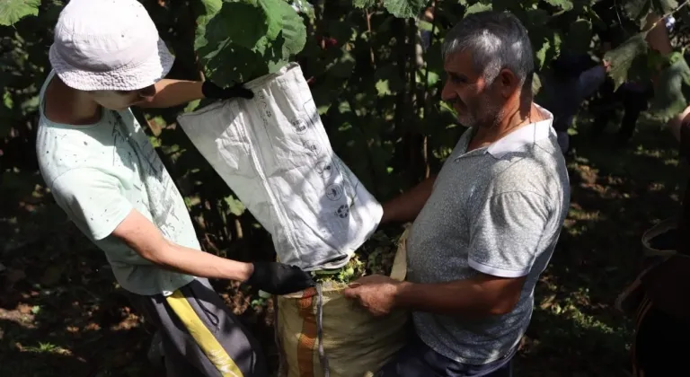 Ordu’da Fındık İşçisi Sorununa Dijital Çözüm: Başvurular Sürüyor
