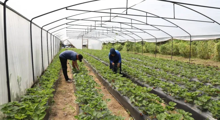 Ordu’da örtü altı yetiştiriciliği 68 bin metrekareye ulaştı