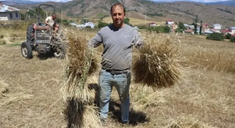 Ordu’da Siyez Buğdayı Üretiminde Büyük Artış