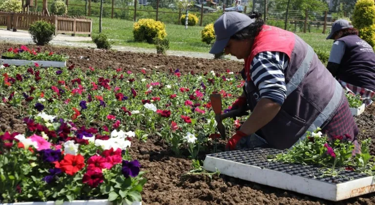 Ordu’nun çiçekleri Büyükşehir seralarında üretiliyor