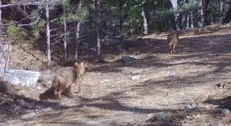Ormanda altın çakallar fotokapana yansıdı