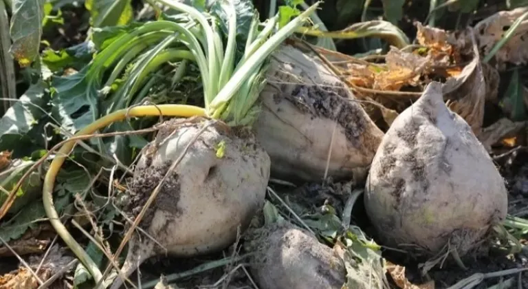 Pancar Üreticilerine 6,2 Milyar TL'lik Ödeme Müjdesi