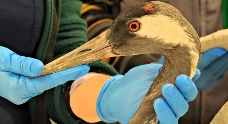 Sakarya’da Bulunan Turna, Kocaeli’de Yaşama Döndü