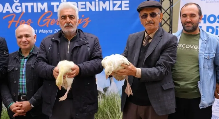 Samsun Büyükşehir'den üreticiye kaz desteği