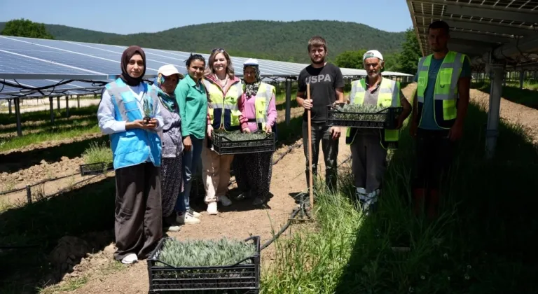 Samsun’da GES sahasında Agrivoltaik Tarım Uygulaması