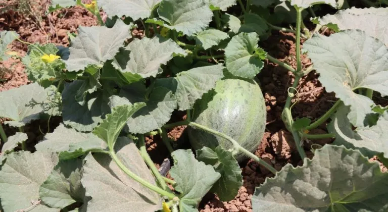 Şanlıurfa’da Ata Tohumlarına Gelecek Güvencesi